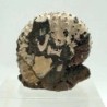  Discoscaphites gulosus