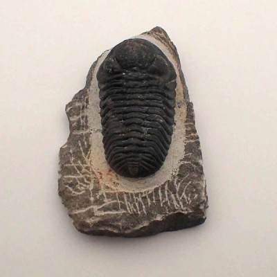 Barrandeops ovatus Barrandeops ovatus