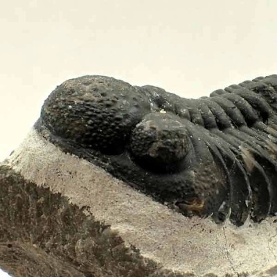 Barrandeops ovatus Barrandeops ovatus