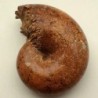 Phylloceras cf. P. velladae