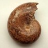  Phylloceras cf. P. velladae