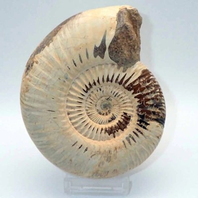 Katroliceras matsumotoi Katroliceras matsumotoi