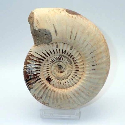 Katroliceras matsumotoi Katroliceras matsumotoi