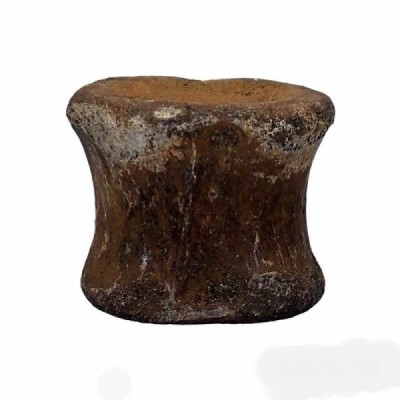 Hadrosaurus sp. Hadrosaurus sp.