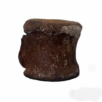 Vertebra Vertebra