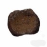  Vertebra