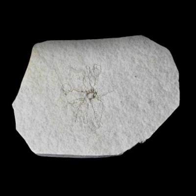 Saccocoma tenella Saccocoma tenella