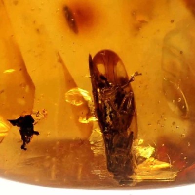 Blattodea Blattodea