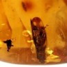  Blattodea