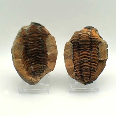 Diacalymene ouzregui