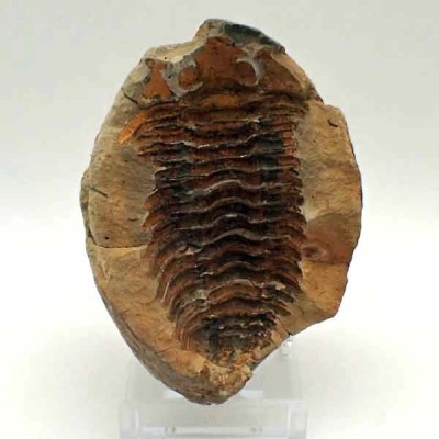  Diacalymene ouzregui