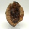  Diacalymene ouzregui