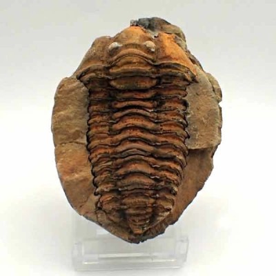  Diacalymene ouzregui