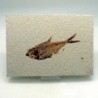 Diplomystus dentatus