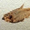  Diplomystus dentatus