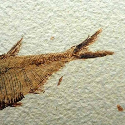 Diplomystus dentatus Diplomystus dentatus