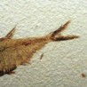  Diplomystus dentatus