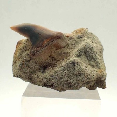 Isurus retroflexus Isurus retroflexus