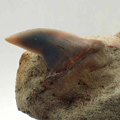 Isurus retroflexus Isurus retroflexus