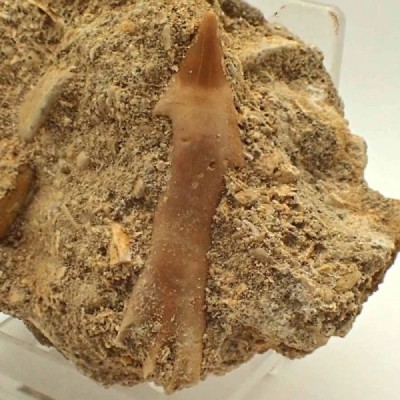 Onchosaurus maroccanus Onchosaurus maroccanus