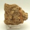  Onchosaurus maroccanus