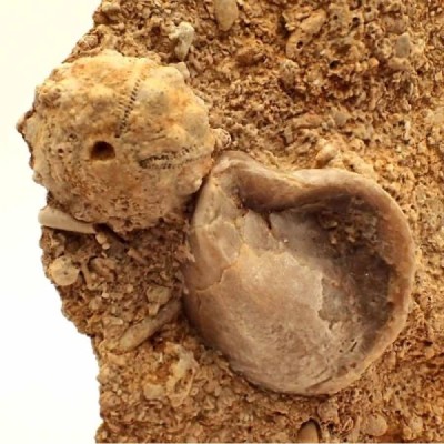 Acrosalenia hemicidaroides Acrosalenia hemicidaroides