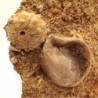 Acrosalenia hemicidaroides