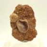  Acrosalenia hemicidaroides