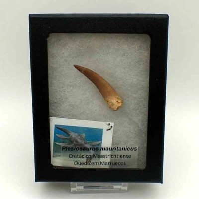 Plesiosaurus mauritanicus Plesiosaurus mauritanicus