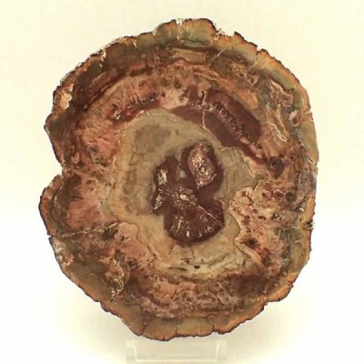 Araucaria sp. (conifera) Araucaria sp. (conifera)
