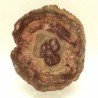 Araucaria sp. (conifera)