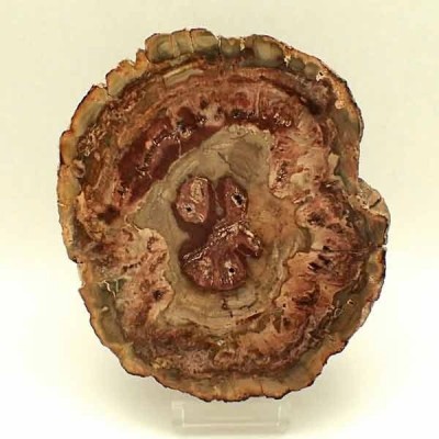 Araucaria sp. (conifera) Araucaria sp. (conifera)