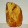  Hemiptera
