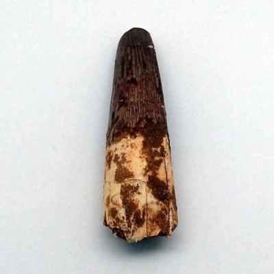 Spinosaurus aegyptiacus Spinosaurus aegyptiacus