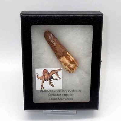 Spinosaurus aegyptiacus Spinosaurus aegyptiacus