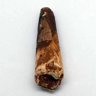 Spinosaurus aegyptiacus Spinosaurus aegyptiacus