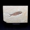 Knigthia eocaena