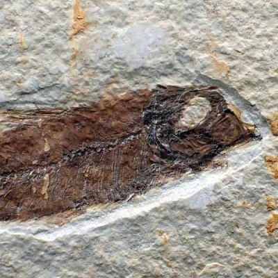 Knigthia eocaena Knigthia eocaena