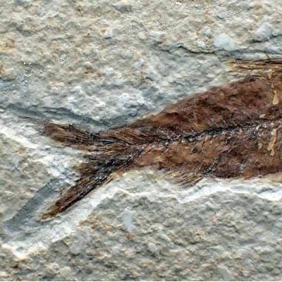 Knigthia eocaena Knigthia eocaena