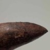  Rugops primus