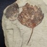 Populus mutabilis