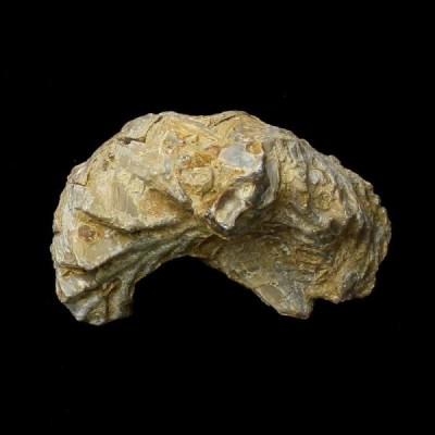 Alectryonia sp (SCHLOTHEIM) Alectryonia sp (SCHLOTHEIM)