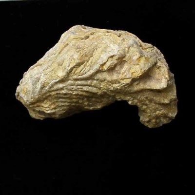 Alectryonia sp (SCHLOTHEIM) Alectryonia sp (SCHLOTHEIM)