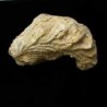  Alectryonia sp (SCHLOTHEIM)