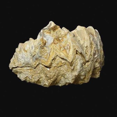 Alectryonia sp (SCHLOTHEIM) Alectryonia sp (SCHLOTHEIM)