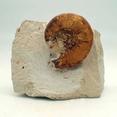 Grossouvria kontkiewiczi Grossouvria kontkiewiczi