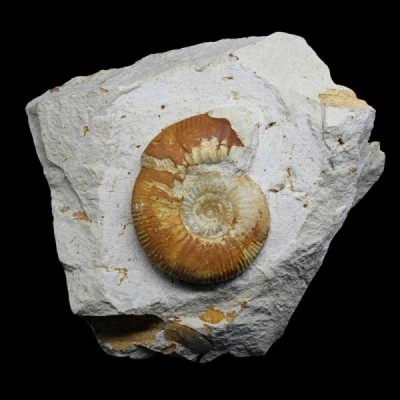 Nodicoeloceras crassoides Nodicoeloceras crassoides
