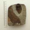 Parasolenopleura lemdadensis