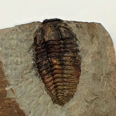  Parasolenopleura lemdadensis