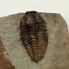  Parasolenopleura lemdadensis